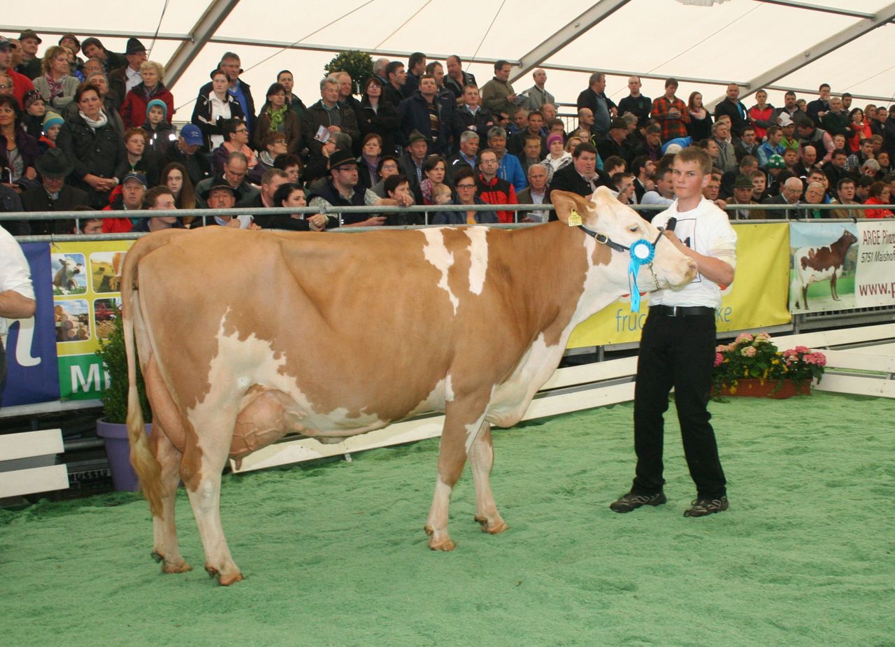 Stiermutter GISA (V. Ilion x Micmac)