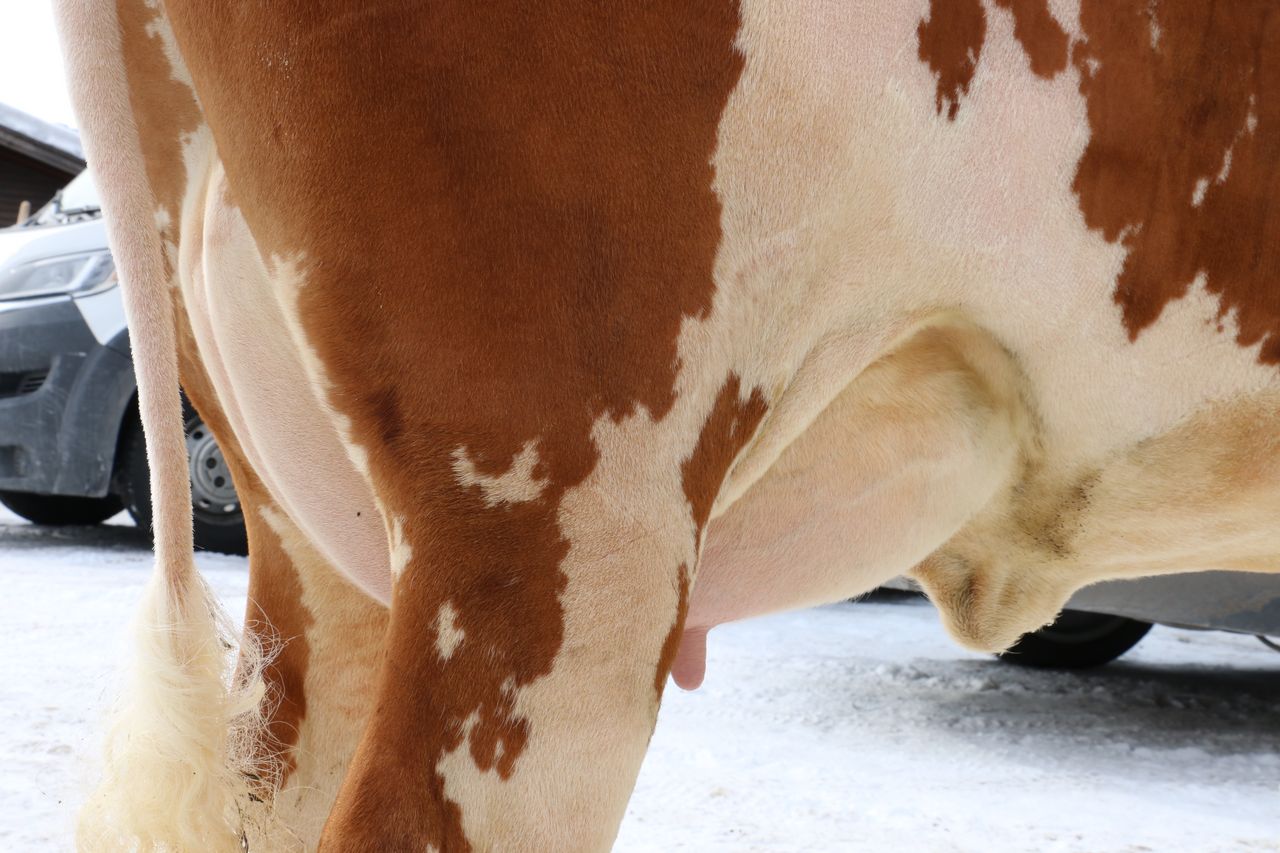GS Mighty Tochter GITTI 14 Tage nach der Abkalbung