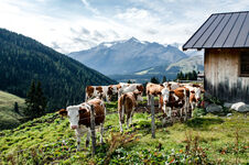 Wald im Pinzgau - Landschaft Salzburger Almrind