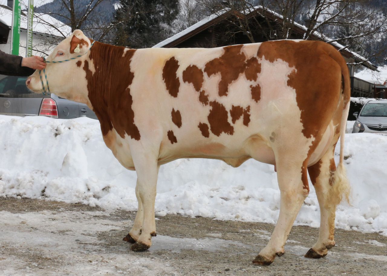 GS Mighty-Tochter Gitti vom Betrieb Georg Mayr, Ganzenhub, Goldegg